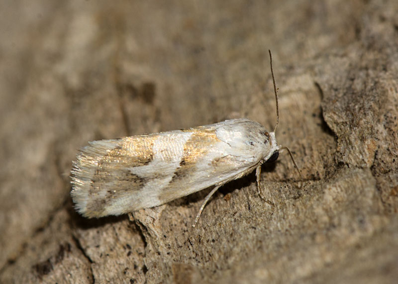 Eublemma elychrysi - Erebidae